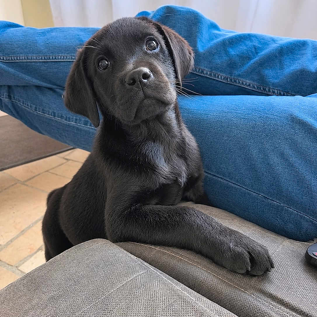 Storm participe au concours pour gagner de l'argent avec cette photo : puppy, dog, black_dog, sitting, portrait, face, eyes, nose, paw, fur, floppy_ears, cute, pet, indoors, couch, sofa, blue_jeans, window, curtains, living_room