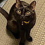 Elvis Presley is registered to the contest to win money with this photo: alert, animal, bell, black_cat, cat, close_up, collar, curious, cute, domestic_cat, feline, floor, fur, indoor, pet, sitting, tail, whiskers, woven_rug, yellow_eyes