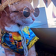 Jesse joined the competition — help win amazing prizes! cat, pet, animal, sunglasses, hat, straw_hat, clothing, colorful_shirt, indoor, window, reflection, fur, whiskers, paws, carpet, portrait, cute, fashion, summer, accessories