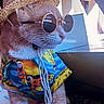 cat, pet, animal, sunglasses, hat, straw_hat, clothing, colorful_shirt, indoor, window, reflection, fur, whiskers, paws, carpet, portrait, cute, fashion, summer, accessories