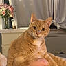 Jesse is registered to the contest to win money with this photo: cat, orange_tabby, pet, indoor, carpet, flower_vase, curtains, window, feline, relaxed_pose, cute, whiskers, ears, animal, domestic_cat, home, fur, sitting, curious, cozy