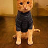 cat, orange_cat, pet, animal, indoor, wooden_floor, sweater, clothing, cute, feline, portrait, sitting, looking_at_camera, whiskers, ears, tail, warm_lighting, home, cozy, domestic