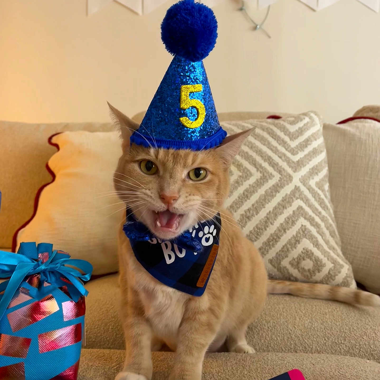 Jesse is registered to the contest to win money with this photo: cat, birthday_hat, orange_tabby, bandana, sofa, cushion, gift, ribbon, cat_treats, banner, indoor, celebration, pet, cute, feline, happy, party, closeup, home, funny