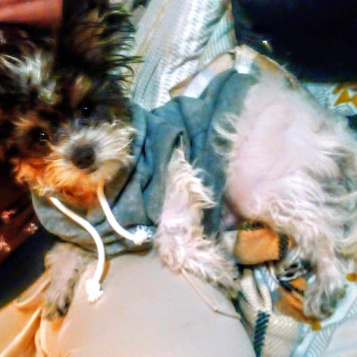 Gizmo is registered to the contest to win money with this photo: animal, blanket, comfort, cozy, cute, dog, fabric, fur, furniture, hoodie, indoor, lying_down, pet, pillow, relaxed, resting, scruffy, sleepy, small_dog, warm