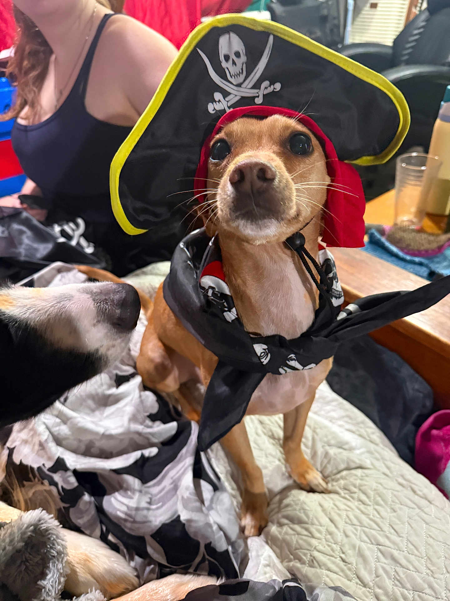 Giuseppe is registered to the contest to win money with this photo: dog, pirate_costume, hat, bandana, bed, blanket, person, indoor, pet, animal, brown_dog, black_and_white_dog, costume, playful, closeup, table, glass, fabric, cute, animal_face