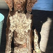 Aïka participe au concours pour gagner de l'argent avec cette photo : animal, brown, calm, canine, carpet, companion, dog, domestic, ears, focused, fur, indoor, looking, paws, pet, portrait, shadow, sitting, sunlight, white