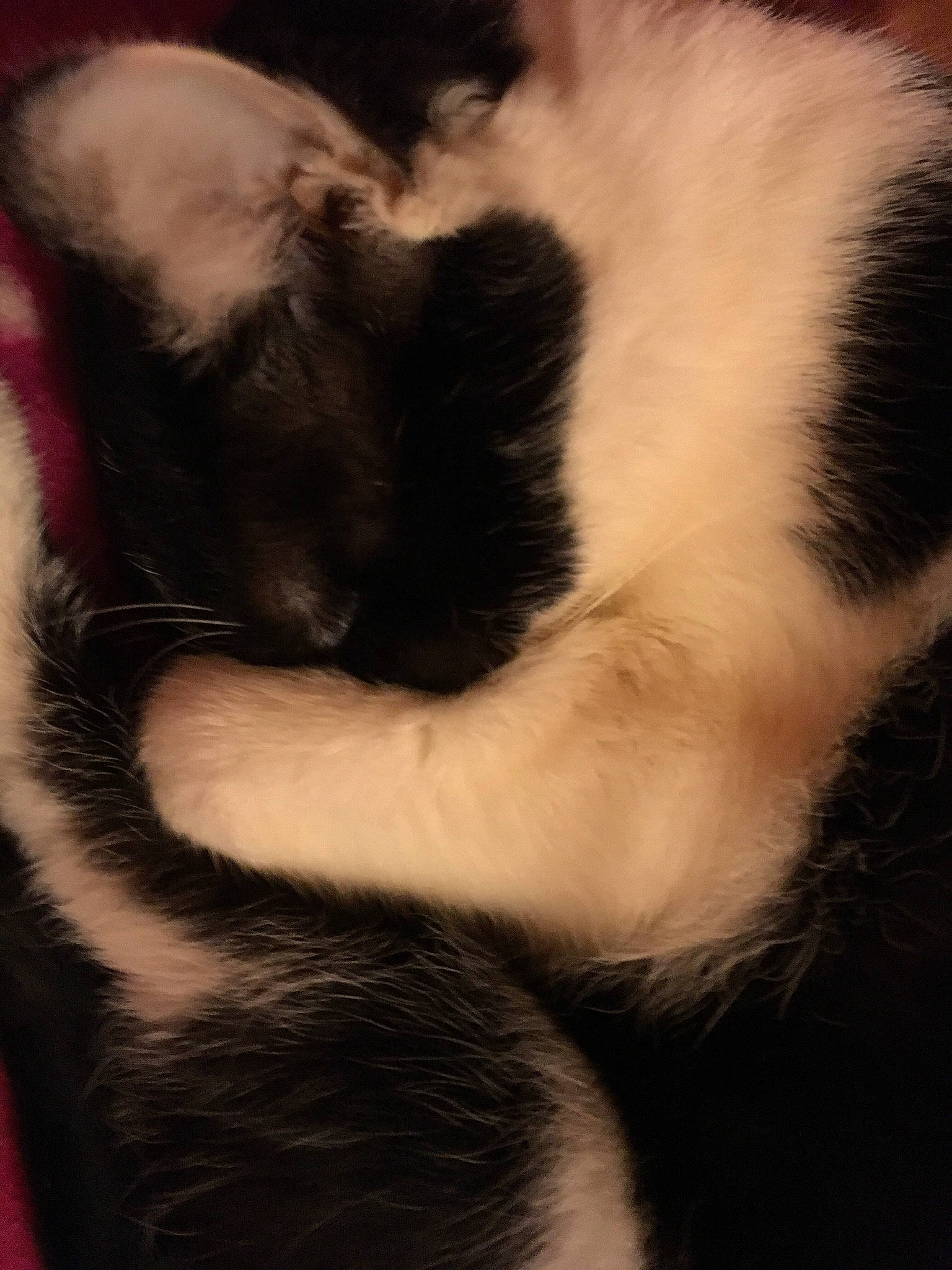 Princesse a rejoint le concours — aidez-le/la à gagner de superbes lots ! black_and_white, carnivore, cat, claw, ear, felidae, fur, kitten, paw, polydactyl_cat, small_to_medium_sized_cats, snout, tail, whiskers