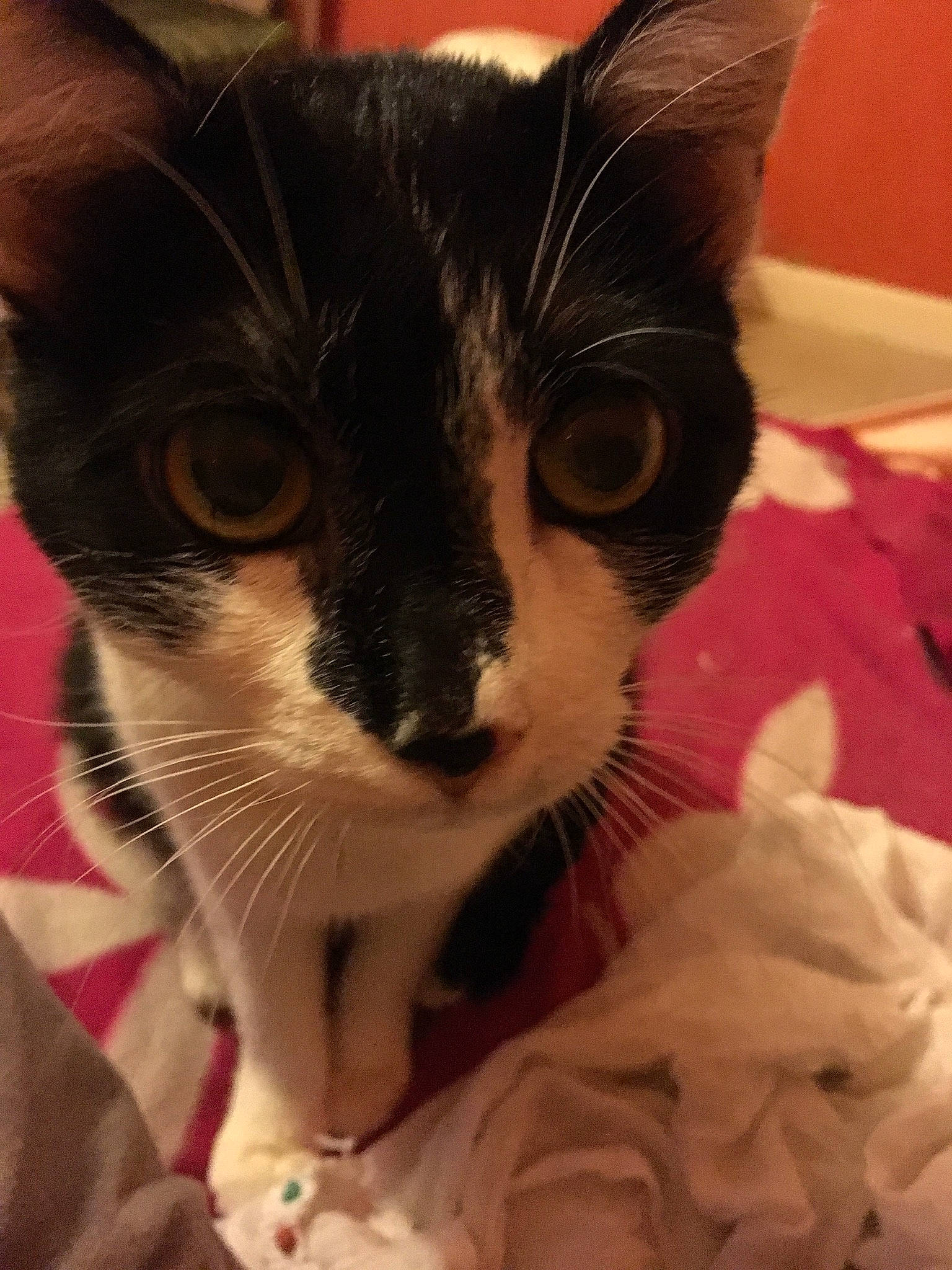 Princesse participe au concours pour gagner de l'argent avec cette photo : asian, carnivore, cat, domestic_short_haired_cat, ear, eye, felidae, fur, kitten, nose, small_to_medium_sized_cats, snout, whiskers