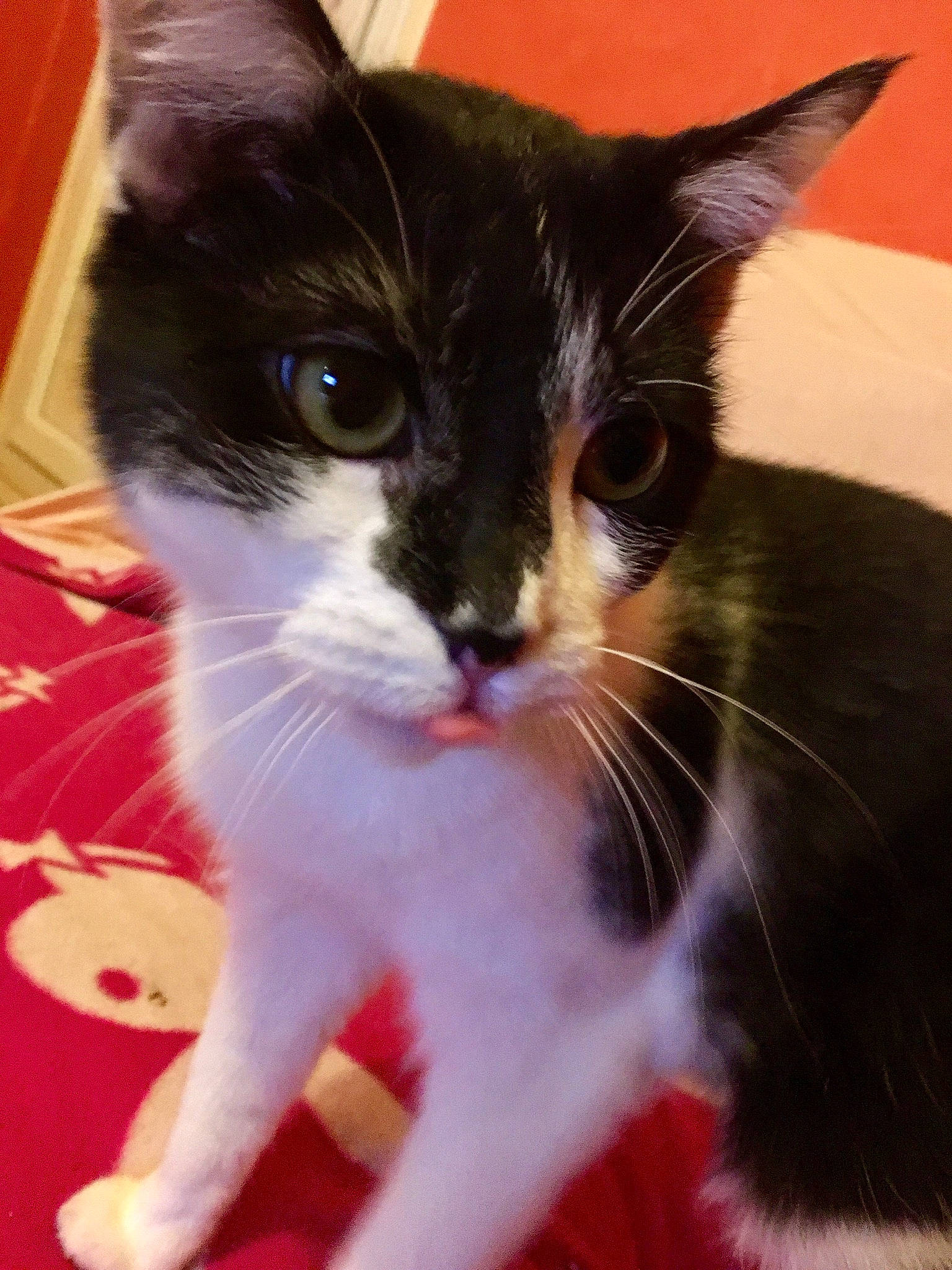 Princesse a rejoint le concours — aidez-le/la à gagner de superbes lots ! american_wirehair, asian, carnivore, cat, domestic_short_haired_cat, felidae, kitten, mammal, polydactyl_cat, small_to_medium_sized_cats, snout, whiskers