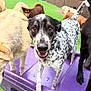 Harry joined the competition — help win amazing prizes! dog, dogs, outdoor, playground, purple_play_structure, green_turf, black_and_white_dog, yellow_dog, brown_dog, canine, pet, animal, playful, group, friendly, fur, snout, tail, ears, happy