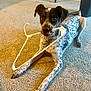 animal, carpet, curious, dog, domestic, ears_up, floor, four_legs, furniture, household, indoor, looking_at_camera, lying_down, mouth_holding_object, neutral_wall, pet, playful, spotted_dog, white_hanger, wooden_legs