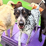 Harry is registered to the contest to win money with this photo: dog, dogs, outdoor, playground, purple_play_structure, green_turf, black_and_white_dog, yellow_dog, brown_dog, canine, pet, animal, playful, group, friendly, fur, snout, tail, ears, happy
