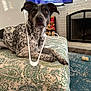 Harry is registered to the contest to win money with this photo: dog, indoor, living_room, ottoman, patterned_fabric, hanger, fireplace, tv, subtitles, wood_logs, rug, toy, furniture, pet, curious, brown_eyes, speckled_coat, relaxed, household, decor
