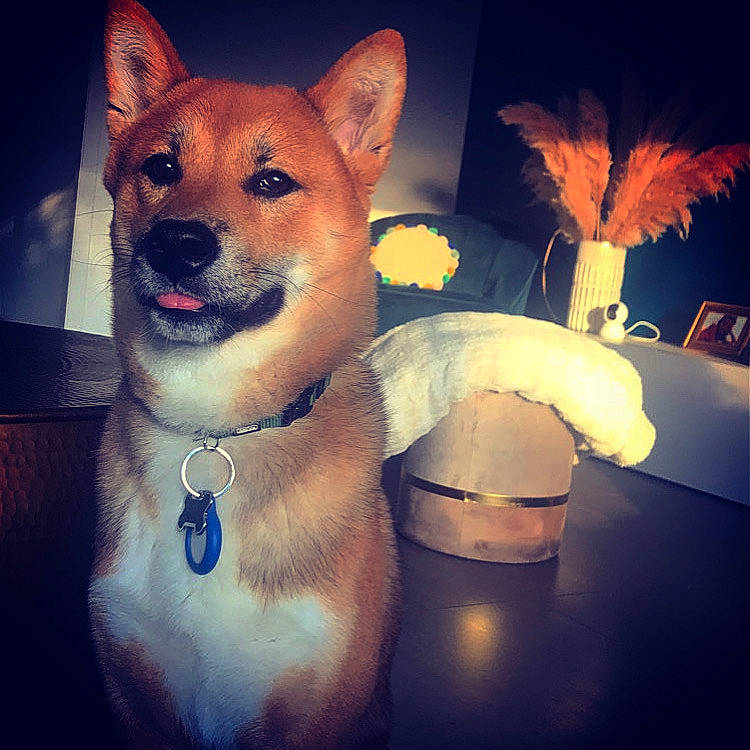 Hermès participe au concours pour gagner de l'argent avec cette photo : art, canidae, carnivore, companion_dog, dog, dog_breed, fawn, fur, happy, houseplant, illustration, mammal, night, photo_caption, snout, spitz, square, tail, vertebrate, whiskers