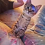 kitten, cat, indoor, bed, blanket, person, curious, floral, cozy, cute, animal, pet, feline, light_reflection, soft, sitting, young, tabby, comfort, relaxation