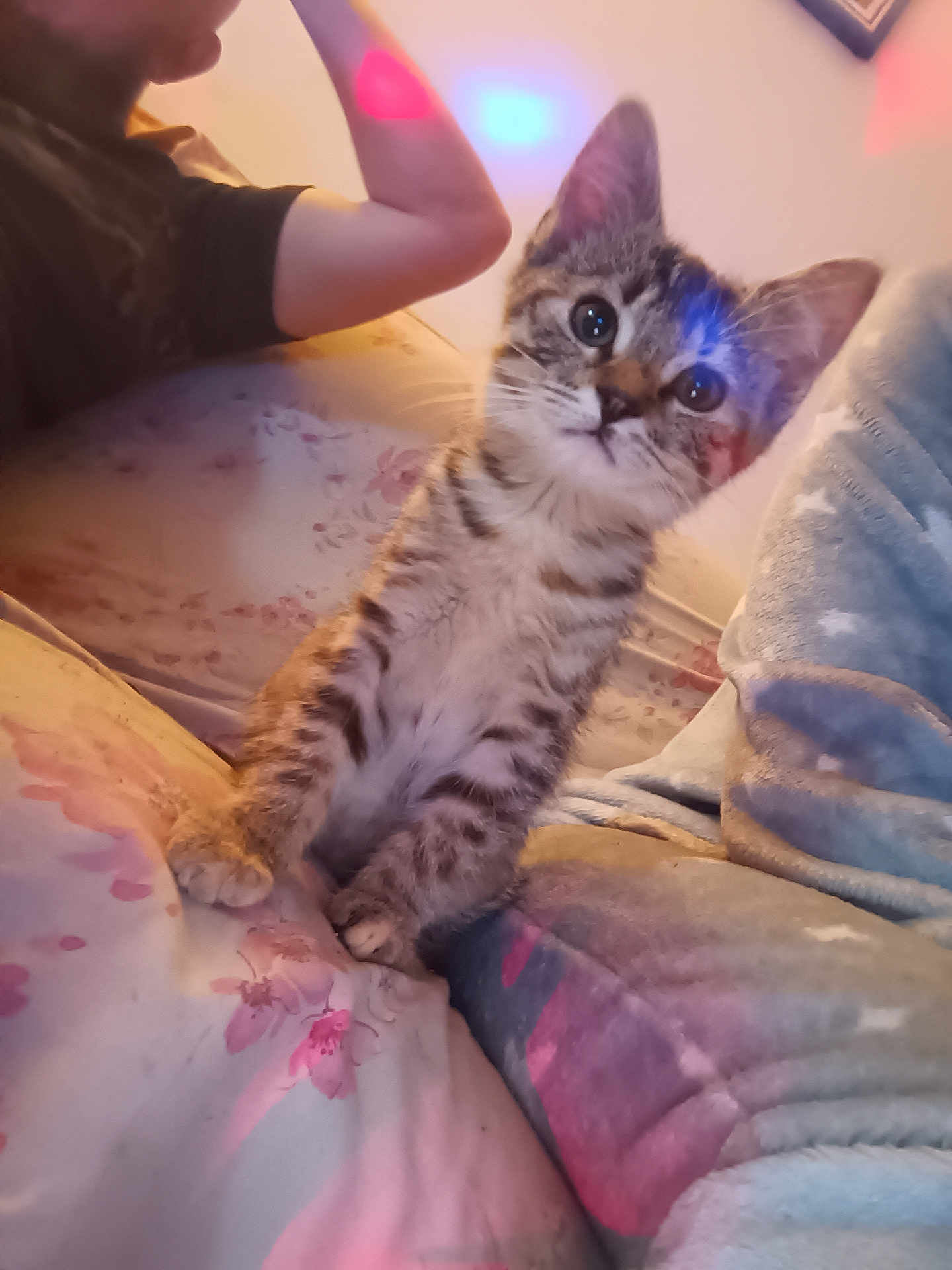 Zelda