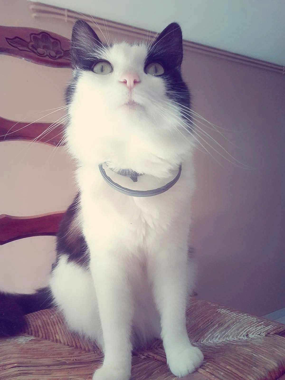 Missy