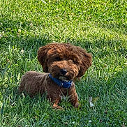 Ryker joined the competition — help win amazing prizes! animal, blue_collar, brown_fur, canine, clover, curly_fur, dog, fluffy, garden, grass, lawn, looking_at_camera, lying_down, nature, outdoor, pet, portrait, puppy, sitting, sunlight