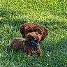 animal, blue_collar, brown_fur, canine, clover, curly_fur, dog, fluffy, garden, grass, lawn, looking_at_camera, lying_down, nature, outdoor, pet, portrait, puppy, sitting, sunlight