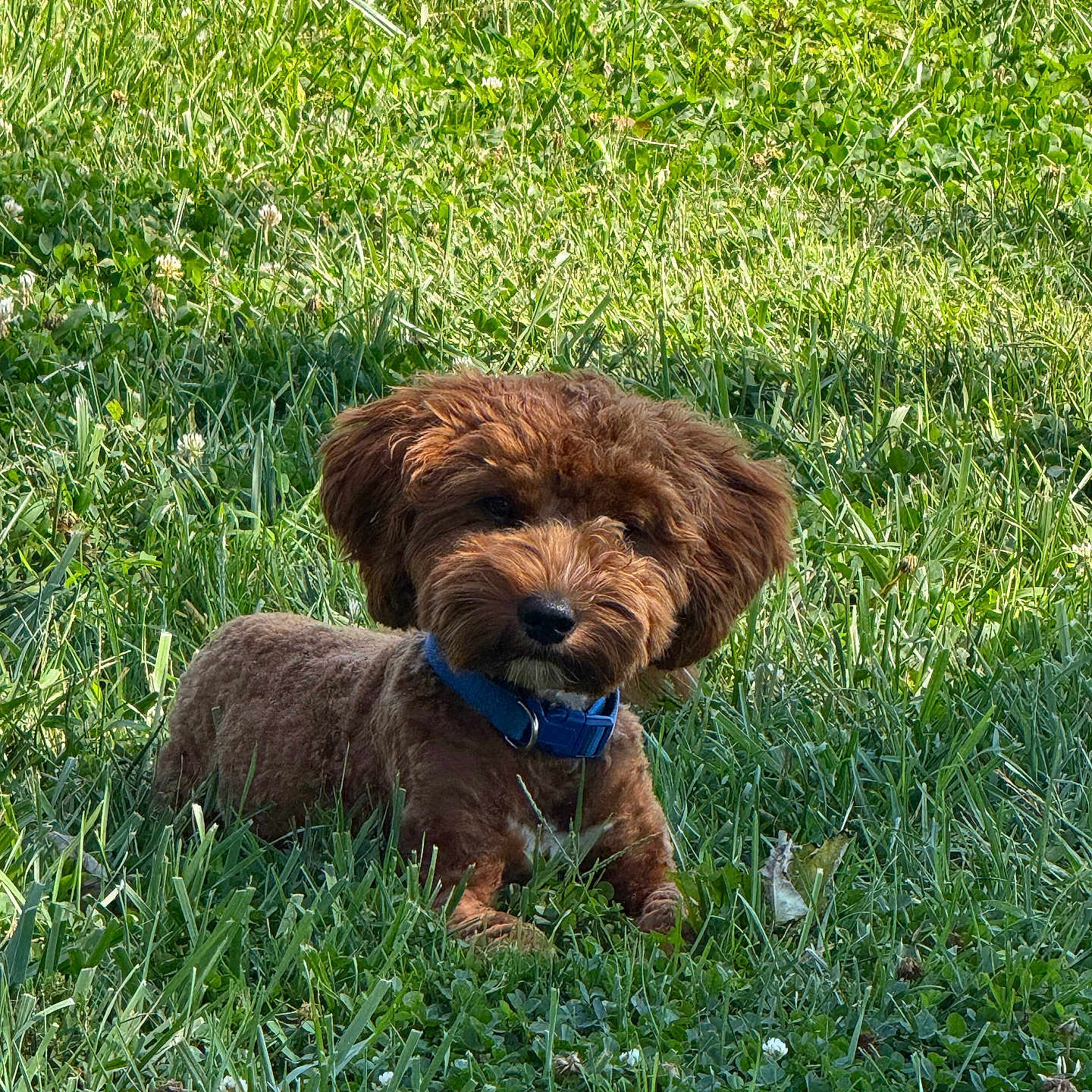 Ryker