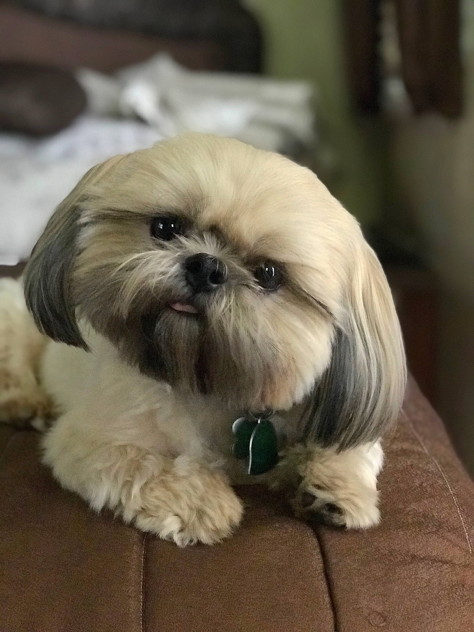 Ozzy joined the competition — help win amazing prizes! biting, canidae, carnivore, companion_dog, dog, dog_breed, eye, fawn, fur, liver, mal_shi, shih_poo, shih_tzu, small_terrier, snout, sporting_group, terrestrial_animal, terrier, toy_dog, working_animal