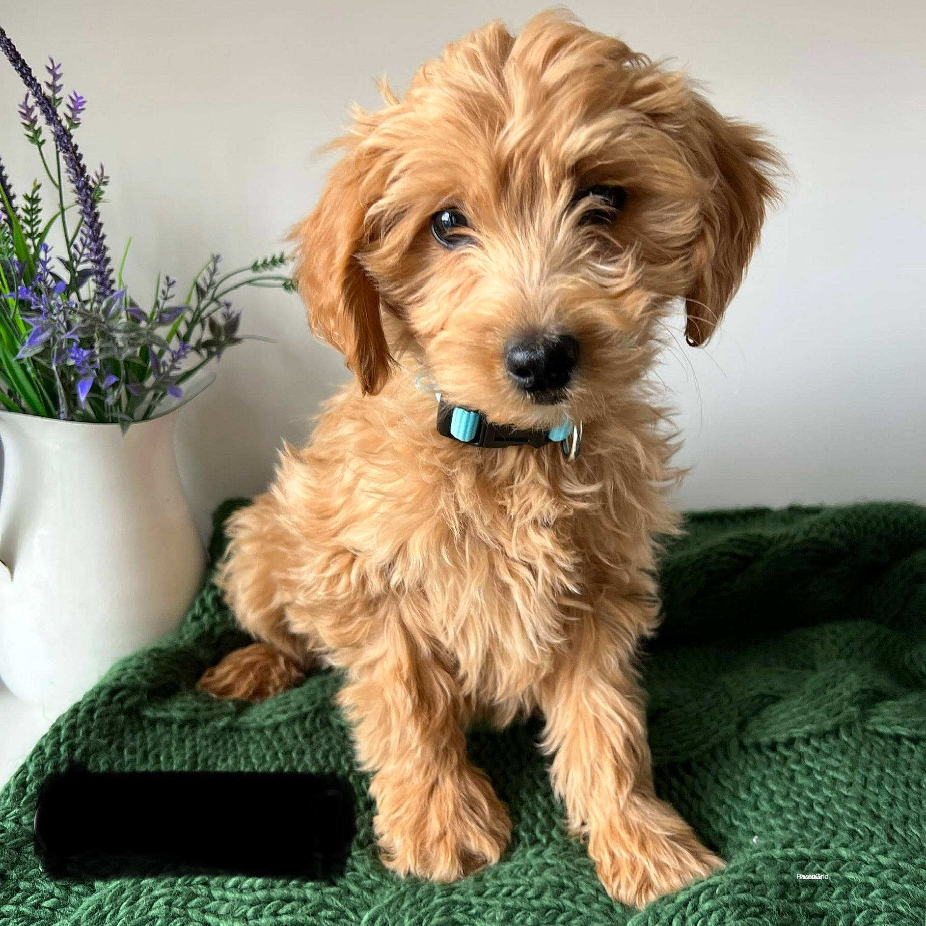 Sadie joined the competition — help win amazing prizes! canidae, carnivore, companion_dog, dog, dog_breed, dog_supply, firefighter, flowerpot, houseplant, liver, maltepoo, plant, small_terrier, snout, sporting_group, terrier, toy_dog, water_dog, working_animal, yorkipoo