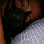 Sushi participe au concours pour gagner de l'argent avec cette photo : black, black_cat, bombay, burmese, cat, cat_like_mammal, domestic_short_haired_cat, eye, fauna, fur, kitten, korat, mammal, siamese, skin, small_to_medium_sized_cats, snout, thai, tonkinese, whiskers