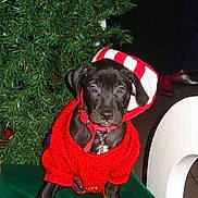 Toto participe au concours pour gagner de l'argent avec cette photo :