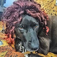 Toto participe au concours pour gagner de l'argent avec cette photo : boykin_spaniel, canidae, carnivore, companion_dog, dog, dog_breed, english_cocker_spaniel, mammal, snout, spaniel, sporting_group, vertebrate