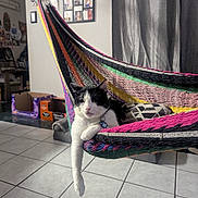 Orio Cosita is registered to the contest to win money with this photo: animal, black_and_white, box, cat, collar, cozy, domestic, floor_tiles, furniture, hammock, home, indoor, paw, pet, photography, pillow, relaxed, resting, tag, window_curtain