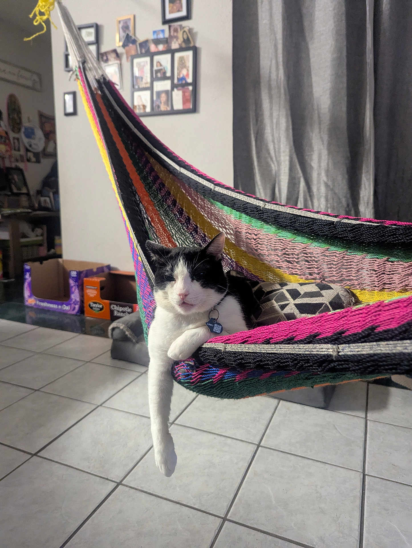 Orio Cosita is registered to the contest to win money with this photo: animal, black_and_white, box, cat, collar, cozy, domestic, floor_tiles, furniture, hammock, home, indoor, paw, pet, photography, pillow, relaxed, resting, tag, window_curtain
