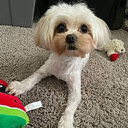Logan is registered to the contest to win money with this photo: dog, small_dog, white_dog, carpet, plush_toy, stuffed_animal, indoor, pet, cute, animal, fur, lying_down, toy, close_up, curious, home, domestic_animal, companion, playful, soft_texture