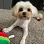 dog, small_dog, white_dog, carpet, plush_toy, stuffed_animal, indoor, pet, cute, animal, fur, lying_down, toy, close_up, curious, home, domestic_animal, companion, playful, soft_texture