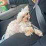 Logan is registered to the contest to win money with this photo: dog, pet, white_dog, fluffy, car_interior, person, lap, seatbelt, sitting, black_clothing, bracelet, watch, hand, can, beverage, green_apple_soda, window, comfort, relaxation, affection