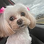 Logan is registered to the contest to win money with this photo: dog, white_dog, pet, close_up, car_interior, window, pink_bows, fluffy, cute, animal, ears, fur, face, outdoor, cloudy_sky, road, suburban, curious, portrait, domestic_animal