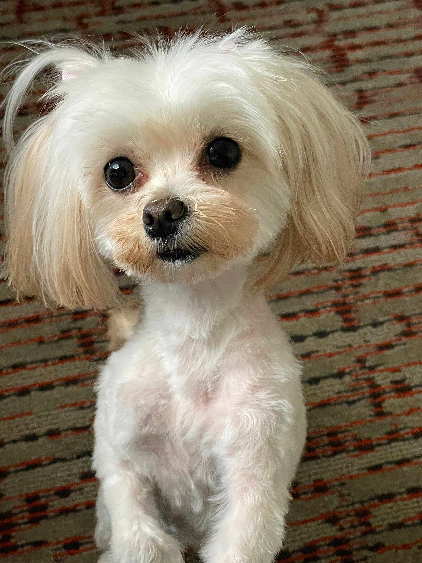 Logan joined the competition — help win amazing prizes! dog, white_dog, fluffy, pet, cute, close_up, carpet, indoor, animal, small_dog, portrait, looking_up, adorable, furry, ears, nose, eyes, standing, companion, domestic_animal
