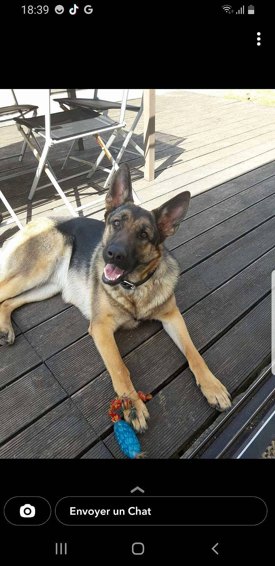 Mulane participe au concours pour gagner de l'argent avec cette photo : canidae, carnivore, collar, companion_dog, dog, dog_breed, dog_supply, east_european_shepherd, fawn, fur, german_shepherd_dog, herding_dog, old_german_shepherd_dog, paw, pet_supply, snout, sporting_group, vehicle, working_animal, working_dog