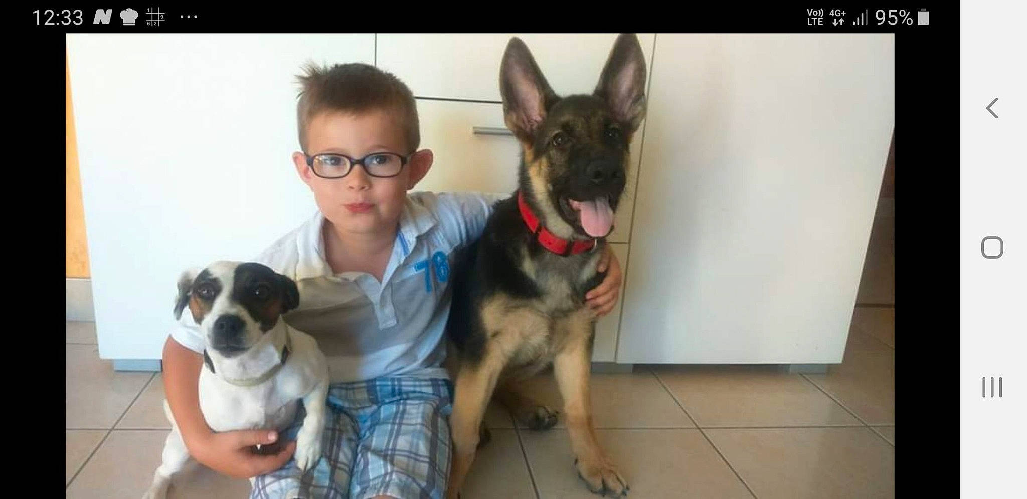 Mulane a rejoint le concours — aidez-le/la à gagner de superbes lots ! canidae, carnivore, collar, companion_dog, dog, dog_breed, dog_collar, dog_supply, eyewear, fawn, flooring, fur, glasses, leash, pet_supply, snout, sporting_group, toy_dog, working_animal, working_dog