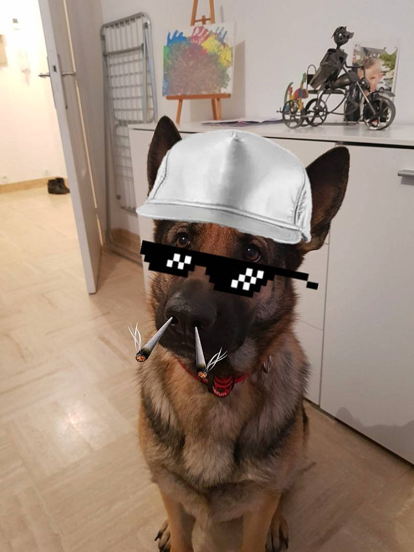 Mulane a rejoint le concours — aidez-le/la à gagner de superbes lots ! canidae, carnivore, collar, companion_dog, costume_hat, dog, dog_breed, dog_collar, fashion_accessory, felidae, flooring, fur, hat, helmet, leash, personal_protective_equipment, snout, sporting_group, tire, wheel