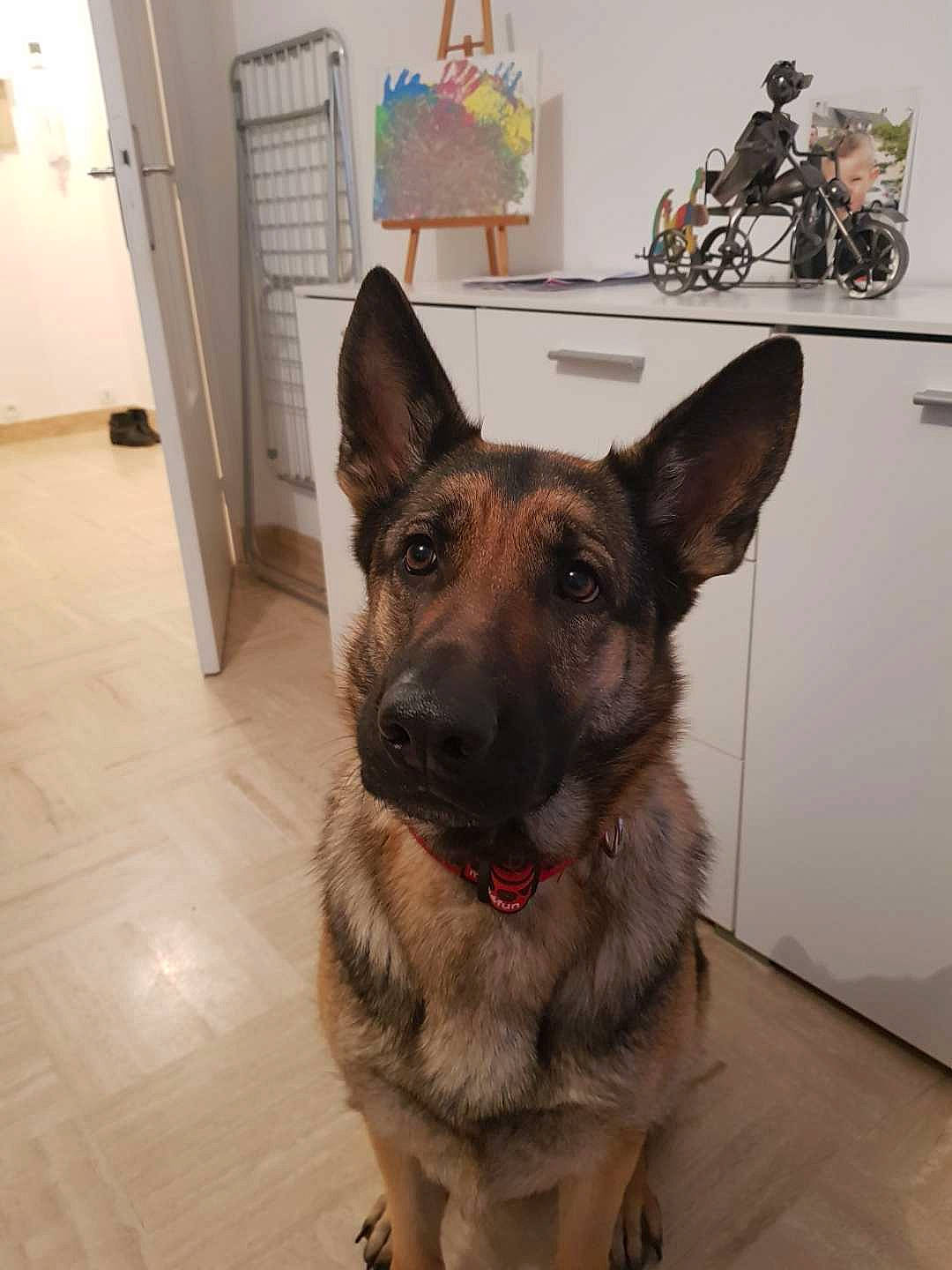 Mulane participe au concours pour gagner de l'argent avec cette photo : carnivore, companion_dog, dog, dog_breed, door, fawn, floor, flooring, german_shepherd_dog, hardwood, herding_dog, king_shepherd, old_german_shepherd_dog, picture_frame, snout, tire, wheel, whiskers, wood, working_animal