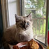 Torpedoe is registered to the contest to win money with this photo: kitten, cat, blue_eyes, fluffy, windowsill, window_screen, dried_flowers, bowl, indoor, natural_light, curious, pet, animal, feline, whiskers, closeup, portrait, home, soft_light, calm