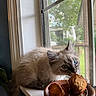 Torpedoe is registered to the contest to win money with this photo: kitten, cat, blue_eyes, fluffy, windowsill, window, dried_flowers, pottery, indoor, natural_light, curious, pet, animal, houseplant, screen_window, close_up, whiskers, feline, soft_light, home