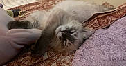 Torpedoe joined the competition — help win amazing prizes! cat, sleeping, bed, blanket, furry, indoor, cozy, resting, patterned_bedspread, soft_texture, relaxed, cute, pet, animal, comfort, feline, closeup, home, sleep, peaceful