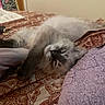 animal, bed, blanket, cat, closeup, comfort, cozy, cute, feline, furry, home, indoor, patterned_bedspread, peaceful, pet, relaxed, resting, sleep, sleeping, soft_texture