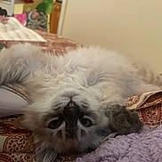 Torpedoe is registered to the contest to win money with this photo: cat, fluffy, bed, blanket, indoor, pet, fur, relaxed, upside_down, paw, patterned_bedspread, cozy, resting, cute, animal, whiskers, sleepy, home, feline, soft