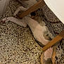 dog, lying_down, floor, chair, indoor, resting, spotted, tile_floor, relaxed, animal, pet, furniture, brown, white, black, legs, domestic_animal, canine, laying, quiet