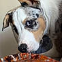 Aïko participe au concours pour gagner de l'argent avec cette photo : dog, pet, curious, ear, white, black, brown, patterned_coat, indoor, fabric, colorful, close_up, animal, side_eye, expression, snout, fur, portrait, canine, looking