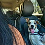 Aïko participe au concours pour gagner de l'argent avec cette photo : dog, car, seat, security_harness, happy, tongue_out, ears_up, person, shoulder, hair, window, sunlight, interior, vehicle, smiling_dog, leather_seat, seatbelt, daylight, pet, companion