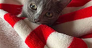 Luna is registered to the contest to win money with this photo: cat, gray_cat, blanket, red_and_white, striped_blanket, cozy, pet, feline, snug, curious, soft_texture, indoor, resting, cute, animal, fur, sleepy, comfort, warm, closeup