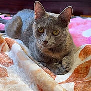 Luna is registered to the contest to win money with this photo: cat, gray_cat, pet, animal, indoor, blanket, furniture, wooden_dresser, curious, relaxed, cozy, fur, whiskers, ears, eyes, resting, home, domestic, cute, portrait